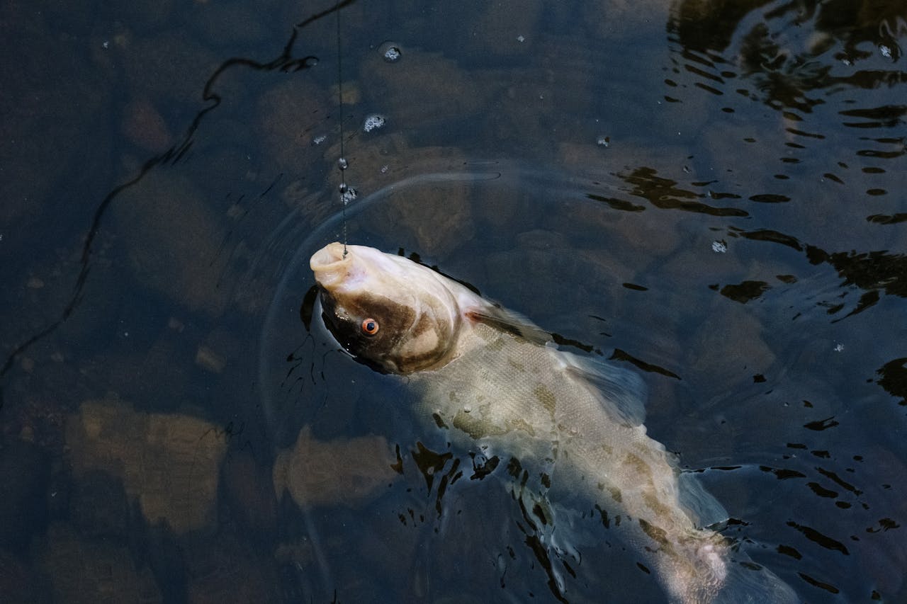 A live fish caught on a line breaks the water's surface in a calm lake setting.